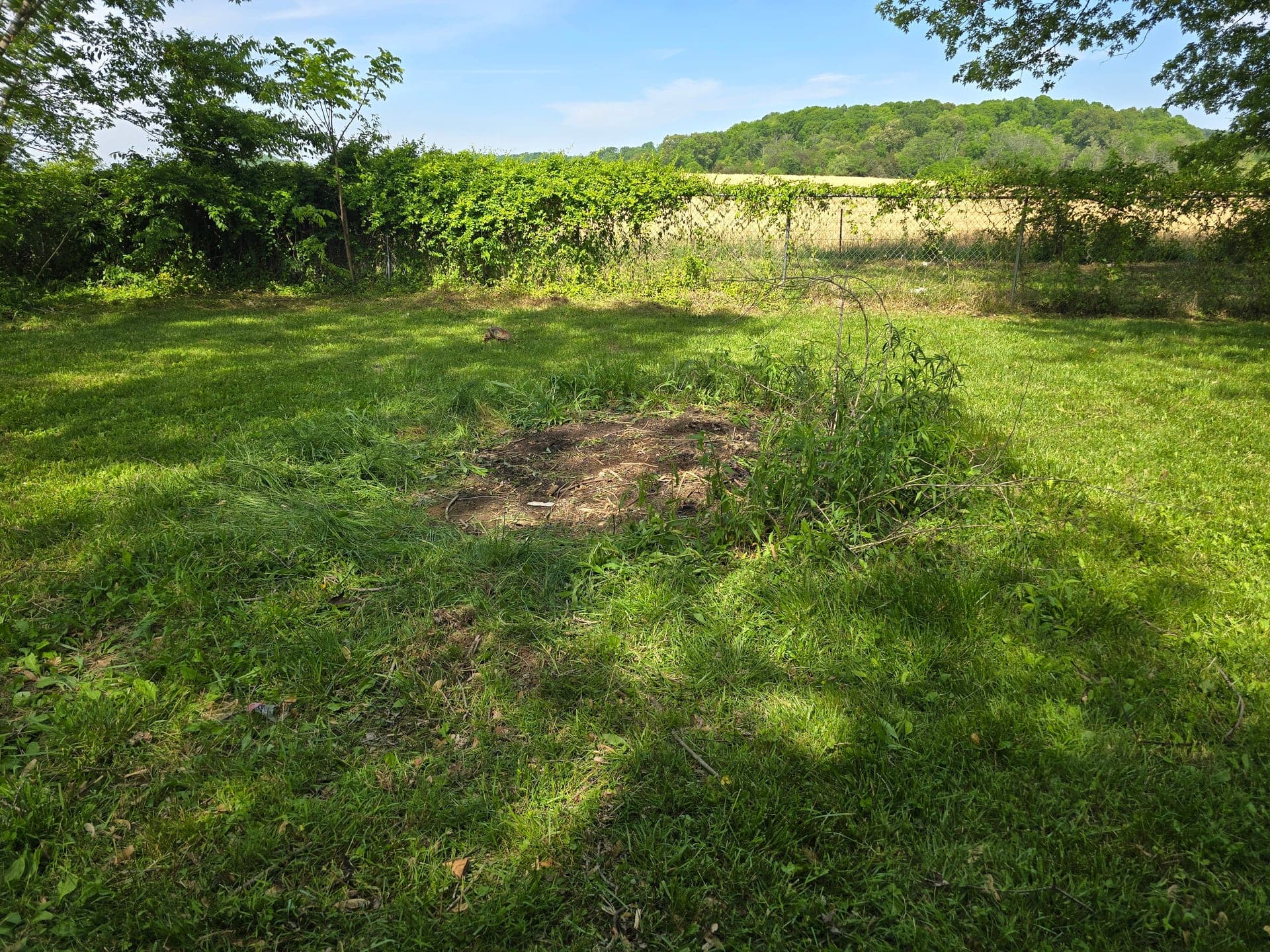 Grassy yard with a fence and a field behind it after yard waste removal in Johnson City, TN