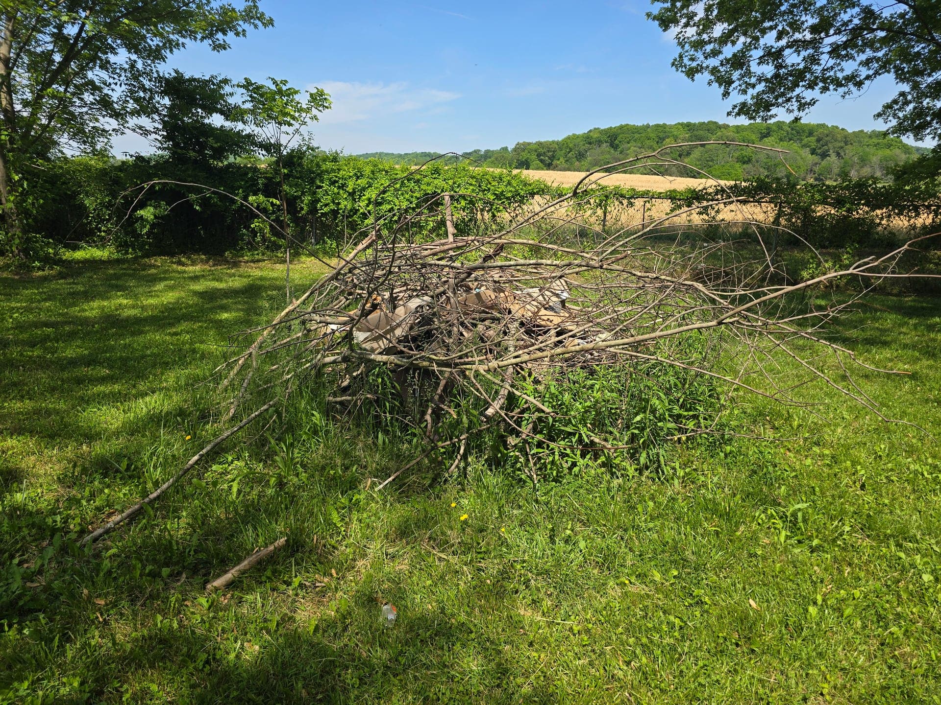 Large pile of dry branches and brush on a lawn before removal in Johnson City, TN
