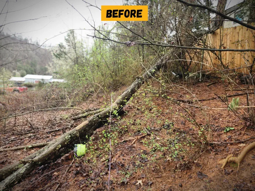 Tree Removal Blountville TN