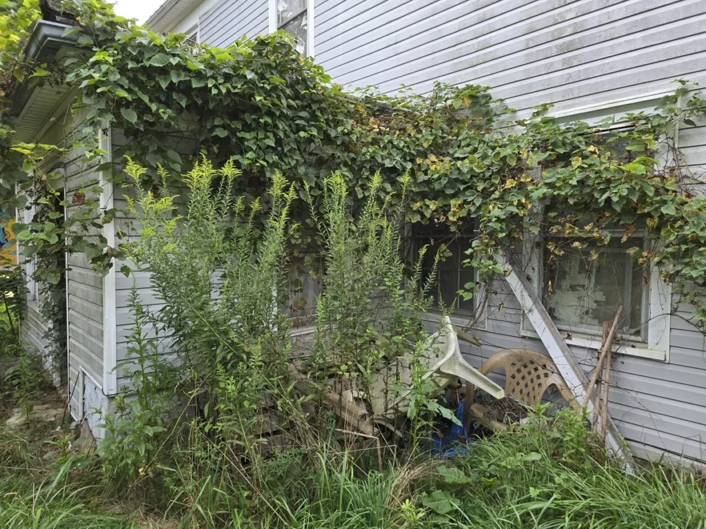 Kraken Junk Removal tackling yard waste and overgrowth around a home in Tri-Cities, TN, clearing vegetation to restore property aesthetics.